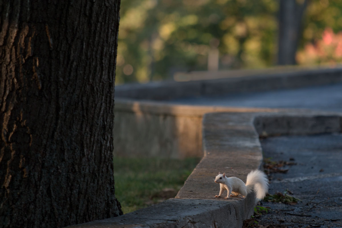 White Squirrel Sitting on Retaining Wall Between Parking Lot and Tree
